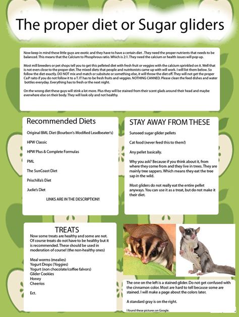 food Sugar Glider Diet, Sugar Glider Care, Sugar Glider Food, Sugar Glider Baby, Sugar Glider Pet, Sugar Glider Cage, Hamsters As Pets, Sugar Glider Toys, Sugar Momma