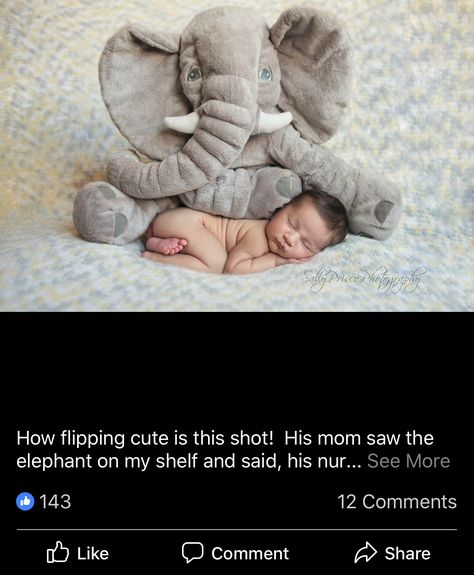 Monthly Photoshoot, Newborn Elephant, Elephant Photography, Cute Pregnancy Pictures, Pregnancy Pictures, Baby Pic, Newborn Pictures, Newborn Photo, Baby Photoshoot