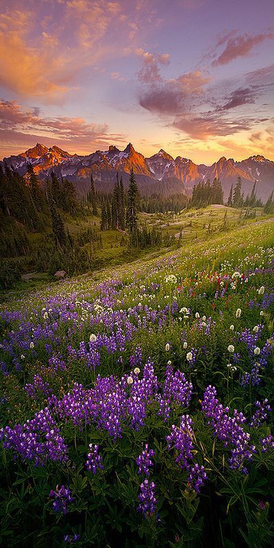 Summer Evening - Mount Rainier National Park, Washington. // Photo by Lijah Hanley Calming View, Matka Natura, Mount Rainier National Park, Mt Rainier, Rainier National Park, Have Inspiration, Pretty Places, In The Mountains, Most Beautiful Places