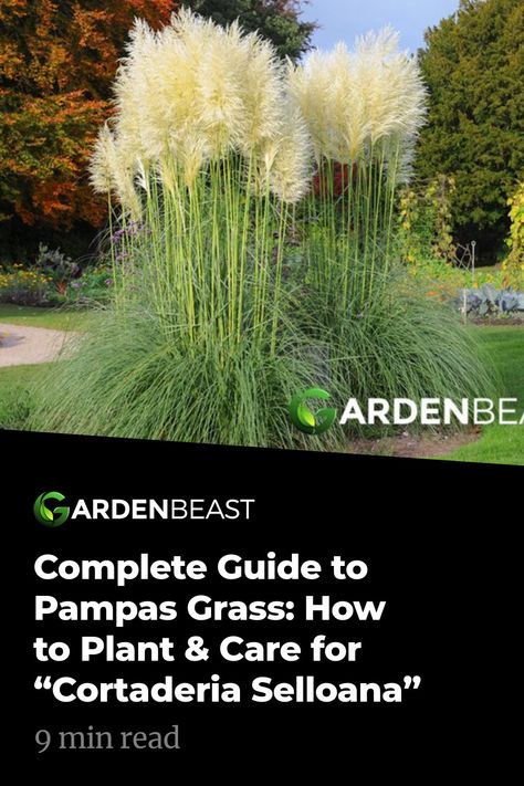 Pampas Grass Plant, Pampas Grass Garden, Portugal Garden, Ornamental Grass Landscape, Privacy Landscaping Backyard, Garden Grasses, Perennial Gardens, Grass Landscape, Ornamental Grass