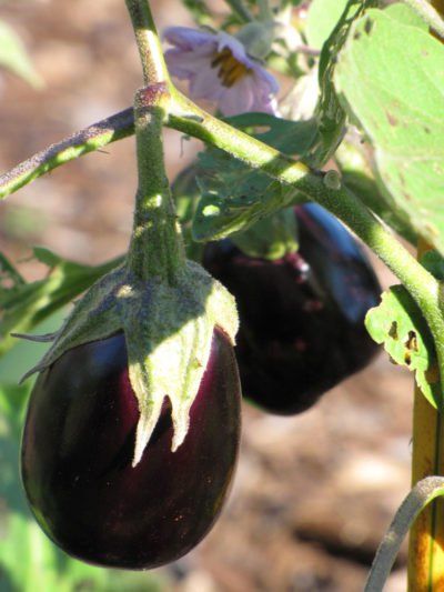 What Is A Black Beauty Eggplant – Learn About Growing Black Beauty Eggplants Seed Starting Mix, Lush Lawn, Healthy Garden, Landscape Fabric, Fruit Garden, Beauty Recipe, Veggie Garden, Seed Starting, All About Plants