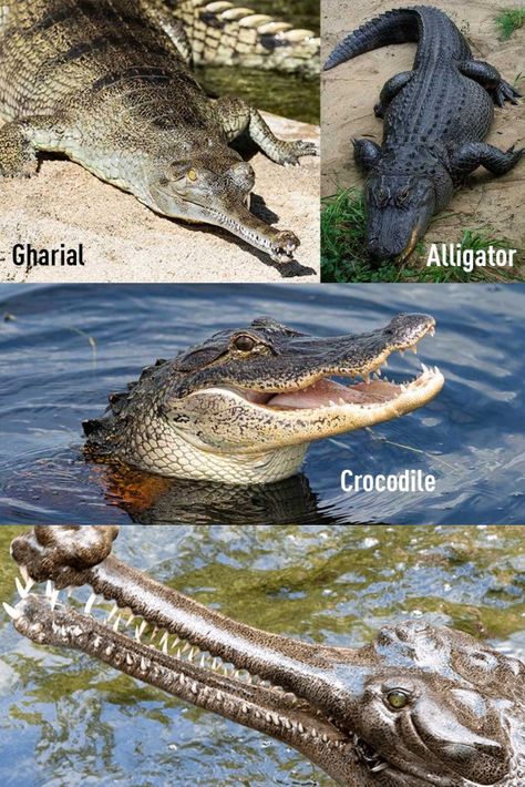 The gharial is a unique and fascinating crocodilian species in the world. This species is often mistaken for its two cousins: the alligator and crocodile. So, what are the differences among them and what’s special about gharials? Here are some interesting facts about this reptile! Second Cousin, Alligator, Reptiles, Fun Facts