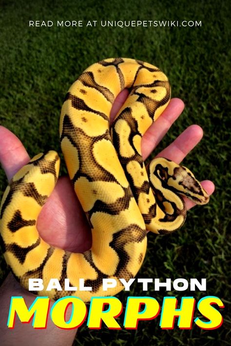 Ball Python Morphs Chart, Black Pastel Ball Python, Ball Python Colors, Cute Ball Python, Mojave Ball Python, Ball Python Pet, Ball Python Care, Lt Dan, Baby Ball Python