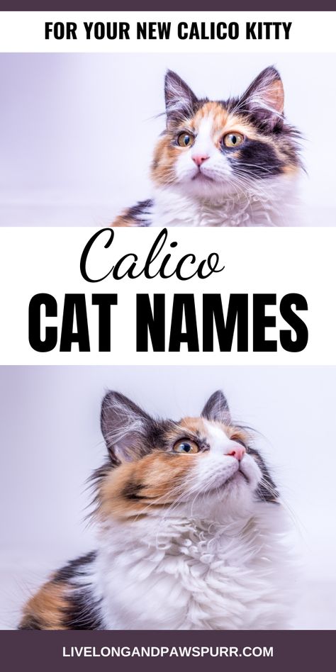 Calico Names For Your New Kitten #calico #catnames #catadoption Tabby Calico Mix Cat, Calico Cat Nails, Dilute Calico Cat, Calico Cat Names, Cat Advice, Calico Cats, Calico Kitten, Cat Parenting, Calico Cat