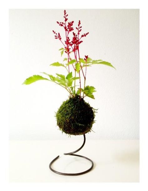 Plant Kokedama, Pilea Glauca, Art Floral Japonais, Flowers And Garden, Wabi Kusa, String Garden, Succulent Display, Moss Ball, Hanging Succulents