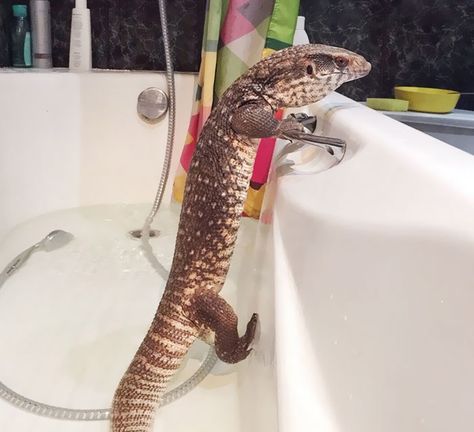 Lizard Photo, Home Lizard, Savannah Monitor, Cute Lizard, Reptile Room, Thrifted Home Decor, White Dinnerware, Culture Magazine, Animals Funny