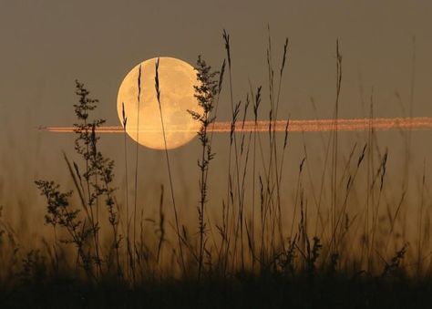 Full Moon Names, Corn Moon, Moon Facts, Moon Names, Next Full Moon, Farmers Almanac, Old Farmers Almanac, Seni Vintage, The Moon Is Beautiful