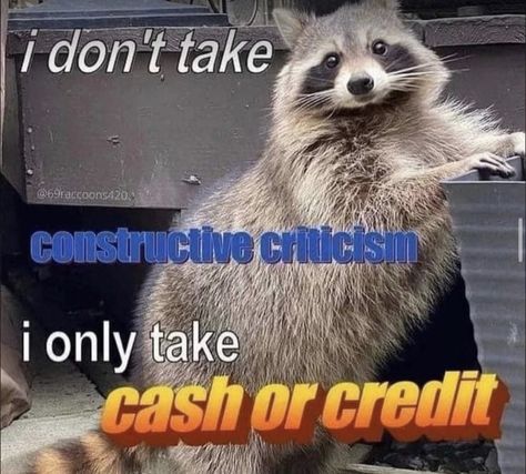 Awesome Possum, Funky Fonts, Wrong Number, Raccoon Funny, Reaction Memes, Trash Panda, Silly Animals, Racoon, Really Funny Pictures