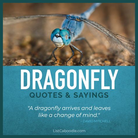 The best dragonfly quotes and sayings. Quotes About Dragonflies, Dragonfly Sayings Quotes, Dragonfly Quotes Inspiration Sayings, Dragonfly Quotes Inspiration, Dragonfly Sayings, Dragonfly Poem, Great Short Quotes, Quotes Short Deep, Dragonfly Quotes