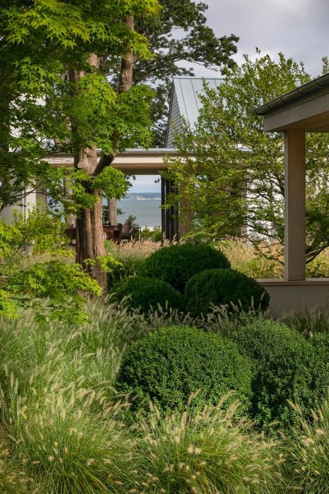 Cedar Crest by LaGuardia Design Group — Landscape Architecture Platform | Landezine American Boxwood, Cedar Forest, Small Courtyard Gardens, Small Courtyards, Specimen Trees, Landscape Elements, Cedar Trees, Indoor Swimming, Indoor Swimming Pools