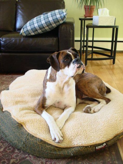 Boxer Rescue Quebec Adopt and Rescue a Boxer Dog - Home Boxer Pup, Rottweiler Training, Boxer Rescue, Alpha Dog, Boxer And Baby, Cute Boxers, Boxer Puppies, Boxer Love, Bull Dogs