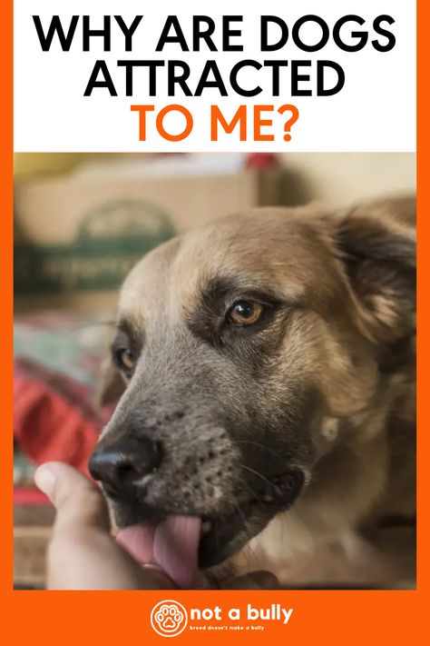 Have you ever wondered why dogs seem so attracted to you? There’s a long list of possibilities but we’ve collected 14 of of the most likely reasons. Longing Quotes, Curious Creatures, Bully Breeds, Hormonal Changes, Live Long, Veterinarian, Have You Ever, Everyone Else, The Dog