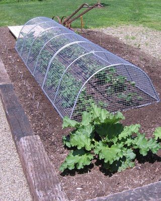 Garden Cage, Too Many Tomatoes, Vegtable Garden, Garden Cloche, Plant Cages, Strawberry Garden, Strawberry Plants, Veg Garden, Plant Protection