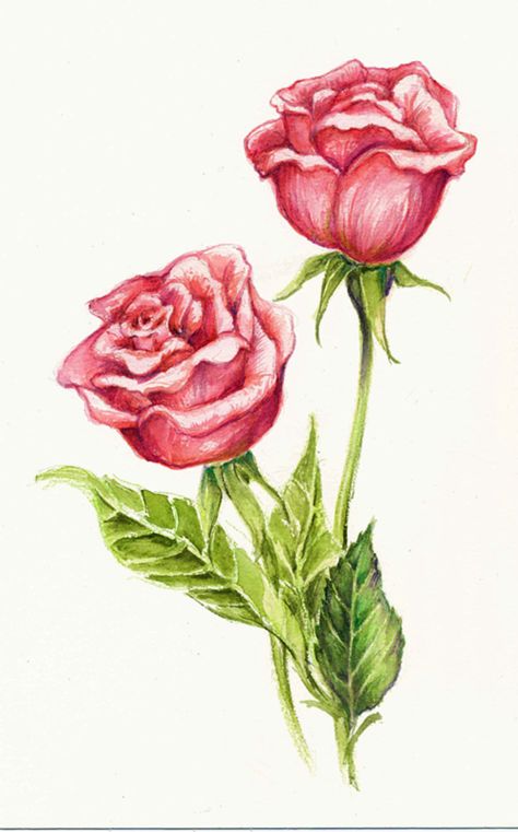 Colored pencil roses Flower Bouquet Drawing Color Pencil, Coloured Flowers Drawing, Rose Color Pencil Drawing, Garden Rose Drawing, Rose Drawing With Color, Rose Colored Pencil Drawing, Colored Pencil Rose, Rose Drawing Colored Pencil, Flower Drawing Realistic Colored Pencils