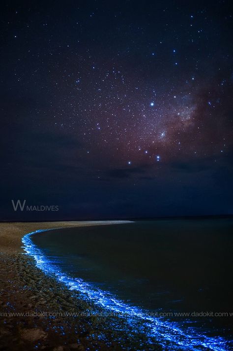 Glowing Beaches, Sea Of Stars Maldives, Star Sea, Ocean At Night, Sea Of Stars, Aesthetic Japan, Blue Star, Dream Vacations, Maldives