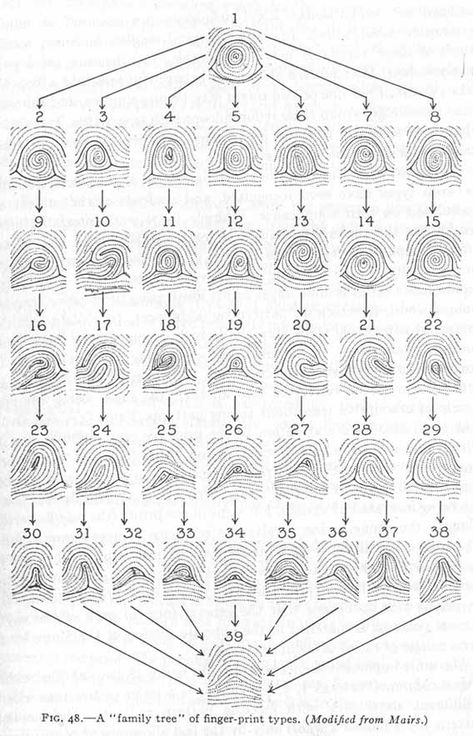 A family tree of fingerprint types (Finger Prints, Palms and Soles, 1943). Fingerprint Types, Multiple Intelligence Test, Types Of Fingerprints, Fingerprint Cards, Multiple Intelligences, Federal Bureau Of Investigation, Forensic Science, Finger Print, Palm Reading