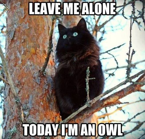 Owl kitty is watching us Owl Cat, A Black Cat, Leave Me Alone, Cute Cat Gif, Funny Cat Pictures, Wild Life, Funny Animal Pictures, Crazy Cat Lady, Animal Memes