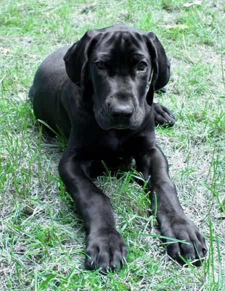 Black Great Dane Puppy, Black Great Dane, Black Great Danes, Puppy Black, Dane Puppies, Chocolate Labs, The Great Dane, Great Dane Puppy, Black Labrador Retriever