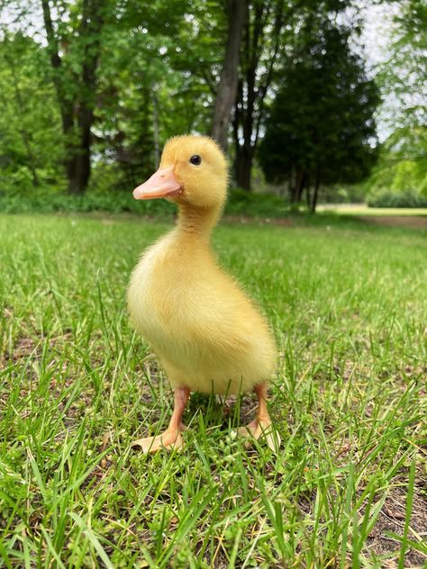 Cute Duckling, Yellow Duckling, Duck Duckling Photography, Pekin Ducklings, Pekin Duck, Duck And Ducklings, Duck Decor, Duck Gifts, Animal Reference, Quack Quack, Bird Watchers