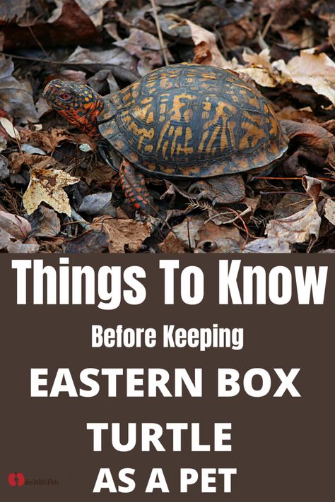 Things to Know before Keeping Eastern Box Turtle as Pet - How to Take Best Care of Eastern Box Turtle - Miles with Pets How To Take Care Of A Turtle, Box Turtle Enclosure Indoor, Box Turtle Enclosure Outdoor, Turtle Indoor Habitat, Turtle Care Tips, Indoor Box Turtle Habitat, Eastern Box Turtle Habitat Indoor, Box Turtle Habitat Indoor Diy, Box Turtle Habitat Outdoor