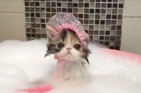 Bath Time for Kitty funny animals cat bath lol kitten kitty cute animals Bath Pictures, Cat Bath, Tiny Kitten, Wet Cat, Bath Time Fun, Best Shampoos, Shower Cap, Funny Cat Pictures, Silly Cats