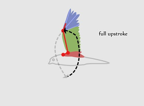 Bird Flying Animation Reference, How To Animate Wings, Wings Flapping Animation, Bird Flying Animation Frames, Dragon Flying Animation, Bird Flying Animation, Wing Animation, Wings Animation, Animation Keyframes