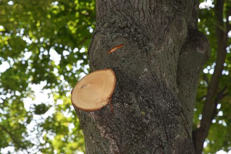 Discover if you need to seal that pruned tree limb with our expert guide. Learn 5 of the best secret practices for maintaining healthy tree branches and trees. #treepruning #treelimb #treesealing #sealingprunedtree Tree Limbs, Tree Removal Service, Hedge Shears, Jacksonville Nc, Tree Lover, Tree Pruning, Tree Removal, Diy Tree, Tree Service