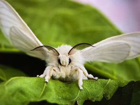 The domestic silk moth, Bombyx mori, is a moth species in the family Bombycidae. It is the closest relative of the wild silk moth, Bombyx mandarina. The wild silk moth  range…northern India to northern China, Korea, Japan, and the far eastern regions of Russia. Bombyx Mori, Agriculture Photography, Silk Moth, Moth Species, The Wild, Agriculture, Moth, The Family, Russia