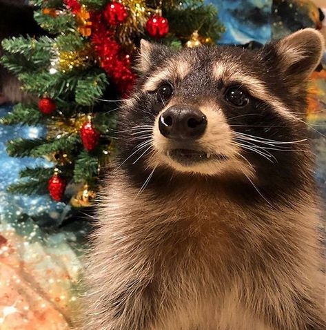 Racoons Christmas Funny Pictures, Racoon Funny, Funny Racoon, Christmas Raccoon, Trash Pandas, Pet Raccoon, Cute Rats, Cute Raccoon, Raccoon Funny