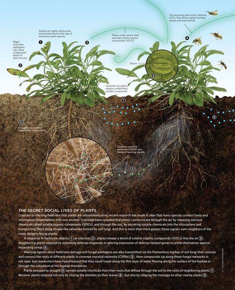 Plants talk Plant Communication, Plants Worksheets, Food Forest Garden, Agriculture Projects, Ecology Design, Agriculture Education, Art Major, Plant Nutrients, Plant Science