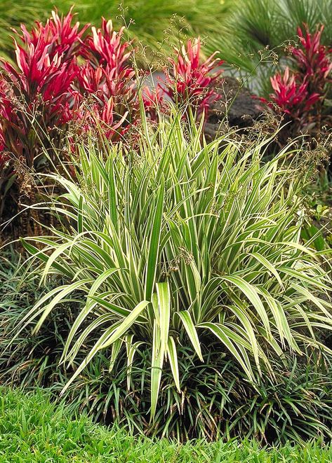 Shade Gardening Plants - Zone 10 Zone 10 Plants, Flax Lily, Shade Landscaping, Shade Gardening, Shade Garden Plants, Zone 10, Plant Zones, Backyard Plants, Gardening Plants