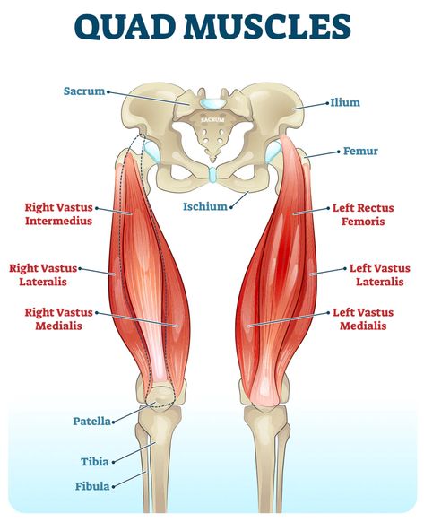 Muscles Chart, Anatomy Labeled, Leg Muscles Anatomy, Quadriceps Femoris, Muscles Anatomy, Leg Anatomy, Human Muscle Anatomy, Quad Muscles, Leg Workout Routine