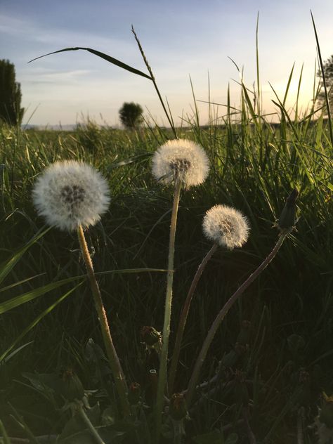 Wishing Aesthetic, Wish Aesthetic, Nature Aesthetic, Make A Wish, Ever After, White Flowers, Beautiful Nature, Are You Happy, Dandelion