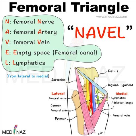 Femoral Triangle Contents Mnemonic Femoral Triangle Anatomy, Anatomy And Physiology Mnemonics, Pelvis Anatomy Study, Lower Limb Anatomy Mnemonics, Lower Limb Anatomy Notes, Medical Mnemonics Anatomy, Anatomy Mnemonics Muscle, Anatomy Memorization Tips, Mnemonics Anatomy