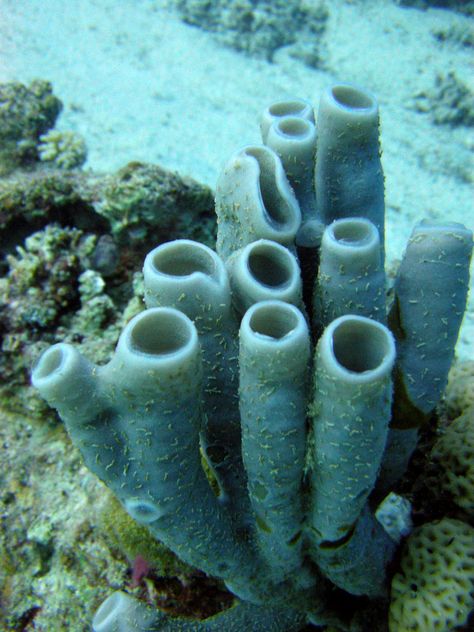 Tube sponges on coral reef | Matt Kieffer | Flickr Coral Outfit, Underwater Plants, Underwater Painting, Life Under The Sea, Sea Plants, Sea Sponge, Sponge Coral, Underwater Art, Sea Coral