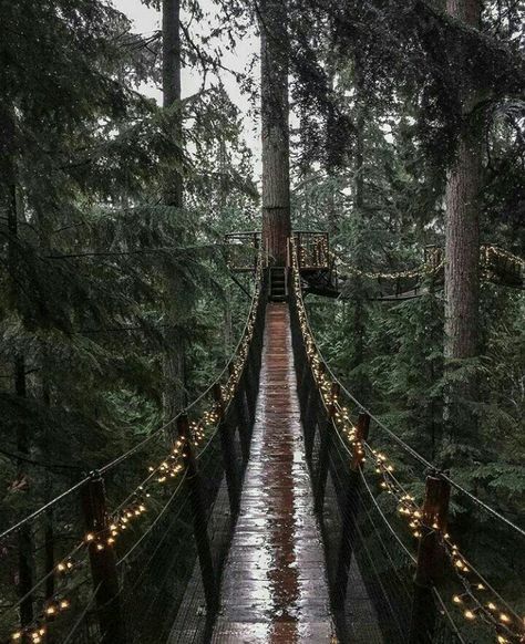 Capilano Suspension Bridge, Fall Road Trip, Suspension Bridge, Outdoor Lover, Us National Parks, Travel Insurance, In The Woods, Outdoor Travel, Wonderful Places