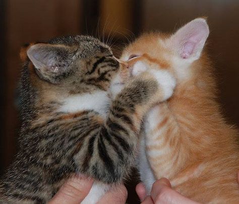 Pinterest // martarosmarci Kittens, Kiss