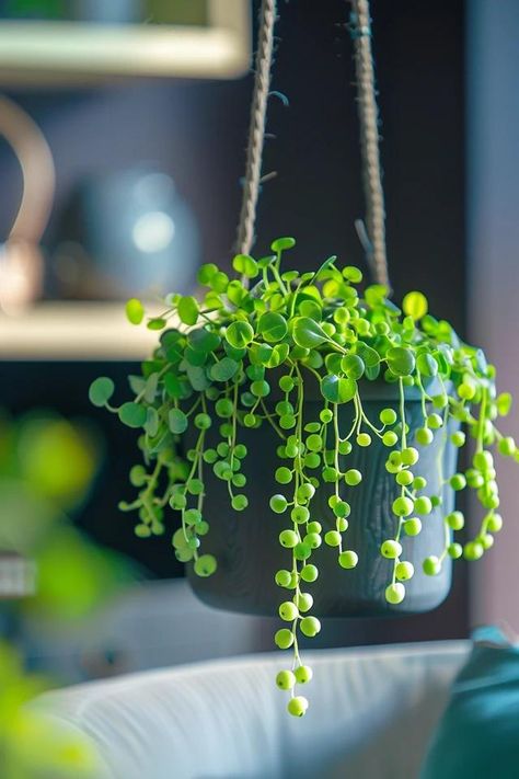 How To Water A String Of Pearls Plant For Optimal Growth Pearl Plant, Gardening For Dummies, Growing Organic Tomatoes, String Of Pearls Plant, Indoor Plant Wall, Indoor Flowering Plants, Hanging Plant Wall, Hanging Succulents, Green Pasture