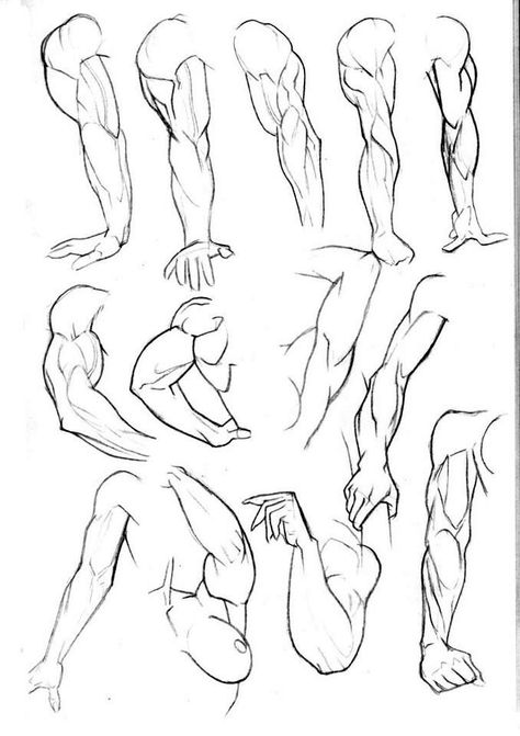 Arm Anatomy, 남성 근육, Arm Drawing, Anatomy Practice, Male Anatomy, Standing Pose, Výtvarné Reference, Human Anatomy Drawing, Anatomy Sketches