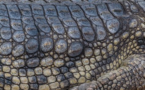 Crocodile skin texture reptile background - PatternPictures Reptile Background, Crocodile Skin Texture, Alligators Art, Scale Skin, Perfect Images, Reptile Skin, Texture Inspiration, Photo Texture, Pattern Pictures