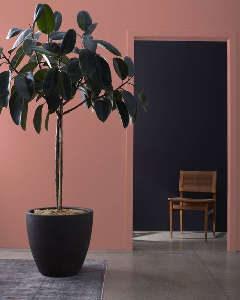 Texas Rose 2092-40 | Benjamin Moore Rose Paint Color, Pink Paint Colors, New Paint Colors, Pink Paint, Stay Inspired, Benjamin Moore, Titanic, Dusty Rose, Dusty Pink