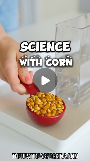 Dancing Corn Experiment, Fall Science Experiments For Kids, Dancing Corn, Simple Science, Easy Science Experiments, Clear Vase, Vinegar And Water, Corn Kernel, Easy Science