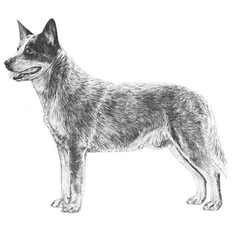 Dog Line Drawing, Blue Heeler Puppies, Dog Breeds Pictures, Heeler Puppies, Akc Breeds, Dog Anatomy, Blue Heeler Dogs, Dog Red, Australian Cattle Dogs