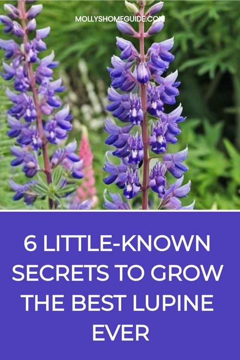 Discover the secrets of how to grow lupine successfully in your garden. Learn the best planting techniques, soil requirements, sunlight needs, and watering tips to ensure your lupines thrive. Whether you're a beginner or experienced gardener, these essential guidelines will help you cultivate beautiful and vibrant lupine flowers that will brighten up your outdoor space. Follow these step-by-step instructions and watch as your lupines grow healthy and strong, adding charm and color to your garden Lupine Landscaping, Lupines Garden, Planting Techniques, Lupine Flowers, Privacy Wall, Garden Life, Cut Flower Garden, New Growth, How To Level Ground