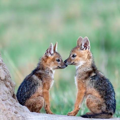 BBC Earth on Twitter: "Eskimo kisses Black-backed jackals are born in underground burrows with several exits but a mother will change location of their den almost every two weeks. #EarthCapture by Amit Singh https://t.co/QsNTj3wB20" / Twitter Hunting Wallpaper, Black Backed Jackal, Bbc Earth, Animal Attack, Tricky Words, Word Puzzle, Africa Animals, Puzzle Games, Pretty Animals