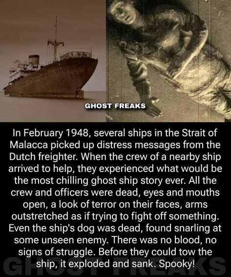 Scary Horror Stories, Weird History Facts, Creepy History, Short Creepy Stories, Paranormal Stories, What The Fact, Scary Facts, Creepy Facts, Unbelievable Facts