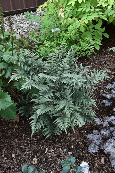 Biddeford Maine, Painted Fern, Japanese Painted Fern, Compost Soil, Watering & Irrigation, Climbing Vines, Ornamental Trees, Herbaceous Perennials, Woodland Garden