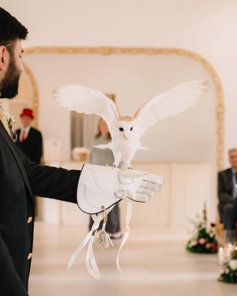 How amazing was it to see the rings delivered by Willow the barn owl at @northbrookparkweddings run by Claire at @csr_falconry this was such an amazing Experience for the couple and guests as we did some photos after the ceremony and the guests got a meet and greet session with the owls during drinks reception. I also got to hold the stunning little owl called Otto who is a male Southern White Faved Scops owl who was the most gorgeous little guy! What a great addition to make the wedding day ... Owl Ring Bearer, Hp Wedding, Scops Owl, Owl Wedding, Drinks Reception, Ring Bear, Emma Jane, Meet And Greet, White Owl