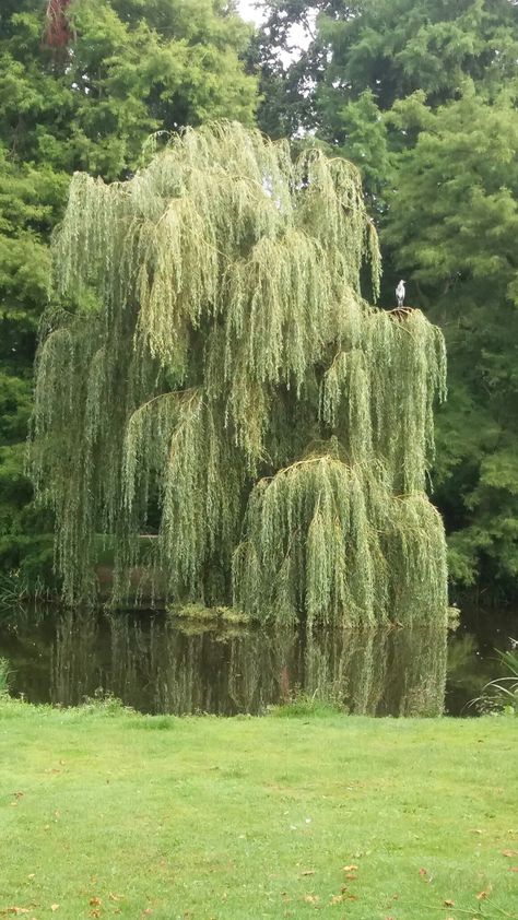 Weeping Willow Tree Aesthetic, Willow Tree Aesthetic, Carpet Ideas 2023, Willow Trees, Weeping Willow Tree, Pretty Trees, Carpet Ideas, Weeping Willow, Aesthetic Nature