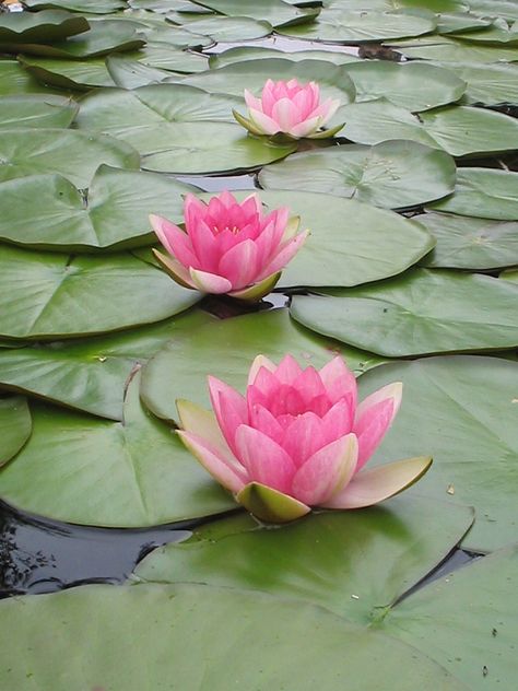 Pink Lotus Lotus Flower Pictures, Lily Lotus, Water Lilly, Lotus Blossom, Pink Lotus, Lily Pond, Deco Floral, Water Flowers, Alam Semula Jadi